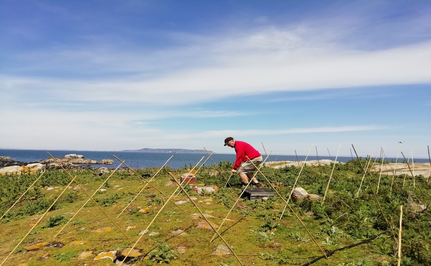 Steve setting up canes Lamb 2019